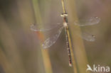 Shy Emerald Damselfly (Lestes barbarus)