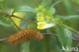 Gele tijger (Spilosoma lutea)