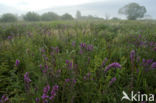 Purple Loosestrife (Lythrum salicaria)