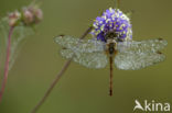 Bloedrode heidelibel (Sympetrum sanguineum)