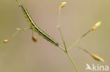 Vlasbekuiltje (Calophasia lunula)