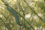 Kolibrievlinder (Macroglossum stellatarum)