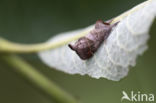 Donkere wapendrager (Clostera pigra)