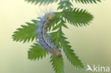 Gele tijger (Spilosoma lutea)