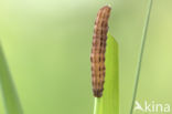 kosmopoliet (Leucania loreyi)