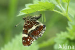 Map Butterfly (Araschnia levana)