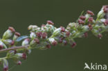 Absintmonnik (Cucullia absinthii)