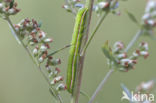 Silvery Gem (Eucarto virgo)