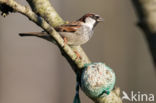 House Sparrow (Passer domesticus)