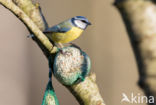 Blue Tit (Parus caeruleus)