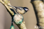 Great Tit (Parus major)