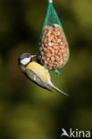 Great Tit (Parus major)