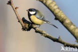 Great Tit (Parus major)