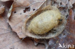 Pale Tussock (Calliteara pudibunda)