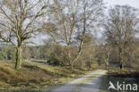 Ruwe berk (Betula pendula)