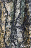 Ruwe berk (Betula pendula)