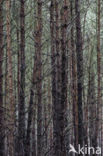 Den (Pinus spec.)