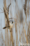 Bearded Reedling (Panurus biarmicus)