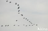 Great Cormorant (Phalacrocorax carbo)