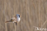 Bearded Reedling (Panurus biarmicus)