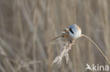 Bearded Reedling (Panurus biarmicus)