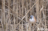 Bearded Reedling (Panurus biarmicus)