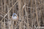 Bearded Reedling (Panurus biarmicus)