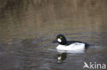 Common Goldeneye (Bucephala clangula)