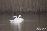 Whooper Swan (Cygnus cygnus)