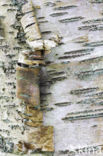 Ruwe berk (Betula pendula)