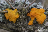 Gele trilzwam (Tremella mesenterica)