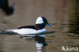 Buffelkopeend (Bucephala albeola)