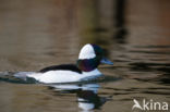 Buffelkopeend (Bucephala albeola)