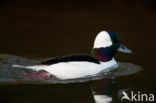 Buffelkopeend (Bucephala albeola)