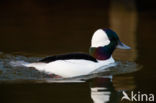 Buffelkopeend (Bucephala albeola)