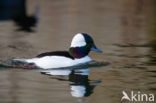 Buffelkopeend (Bucephala albeola)