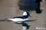 Buffelkopeend (Bucephala albeola)