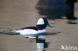 Buffelkopeend (Bucephala albeola)