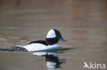 Buffelkopeend (Bucephala albeola)