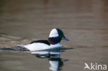 Buffelkopeend (Bucephala albeola)