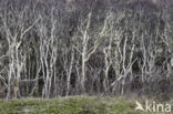 Ruwe berk (Betula pendula)