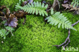 Polypody (Polypodium spec.)