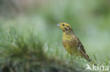 Yellowhammer (Emberiza citrinella)