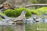 Mistle Thrush (Turdus viscivorus)