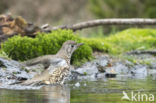 Grote Lijster (Turdus viscivorus)