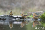 Grote Lijster (Turdus viscivorus)