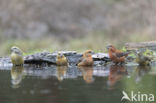 Grote Lijster (Turdus viscivorus)