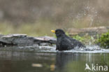 Grote Lijster (Turdus viscivorus)