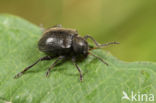 western grape rootworm (Bromius obscurus)