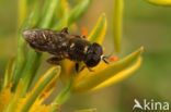 Gewone Bollenzwever (Eumerus strigatus)